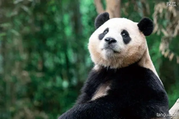 韩民众请求政府向中国续租“福宝”，韩民众向中国支付租金以续租大熊猫“福宝”
