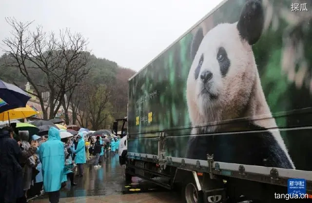 韩民众请求政府向中国续租“福宝”，韩民众向中国支付租金以续租大熊猫“福宝”